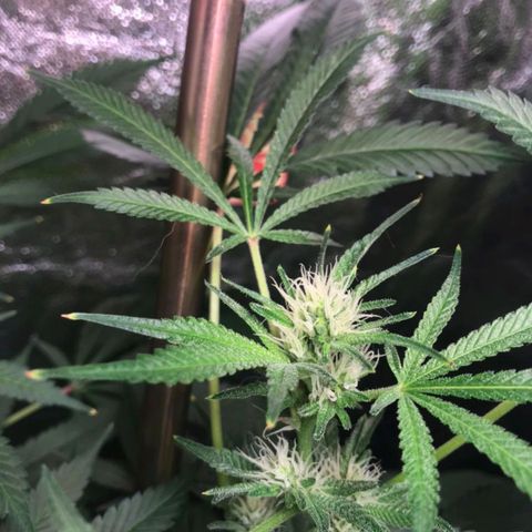 Sweet cheese growlog timeline photo