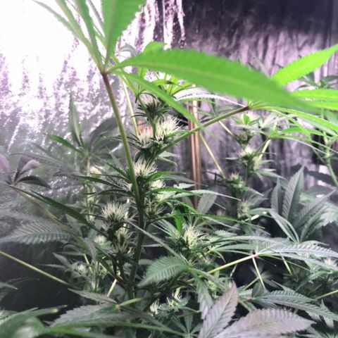 Sweet cheese growlog timeline photo