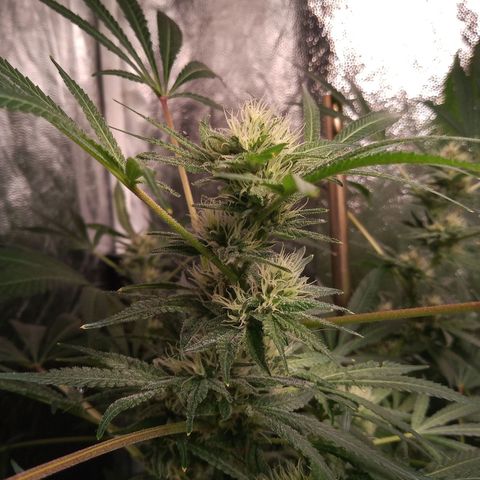 Sweet cheese growlog timeline photo