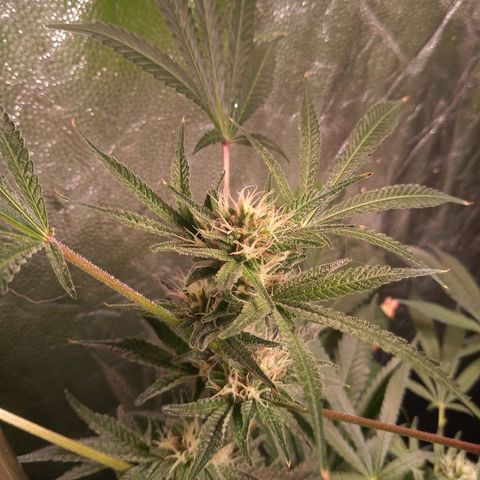 Sweet cheese growlog timeline photo