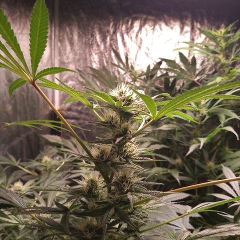 Sweet cheese growlog timeline photo