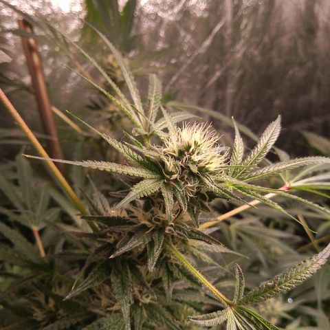 Sweet cheese growlog timeline photo