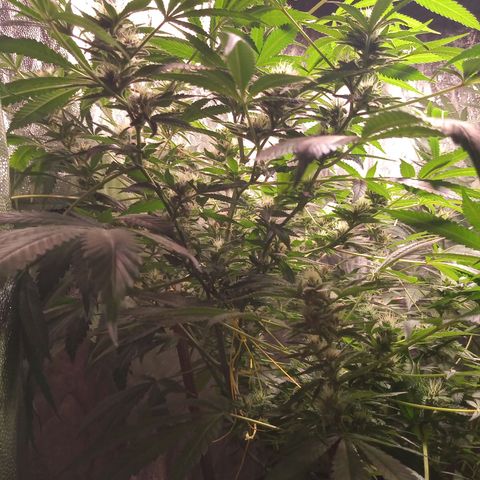 Sweet cheese growlog timeline photo