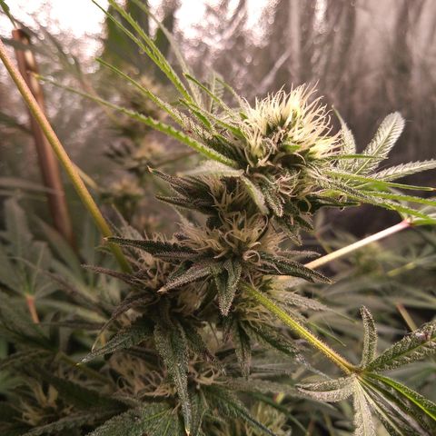 Sweet cheese growlog timeline photo