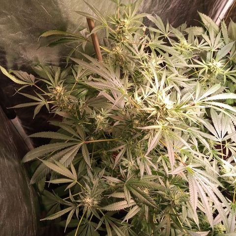 Sweet cheese growlog timeline photo