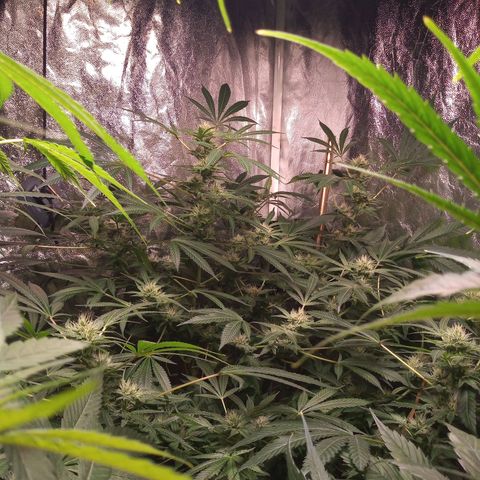 Sweet cheese growlog timeline photo