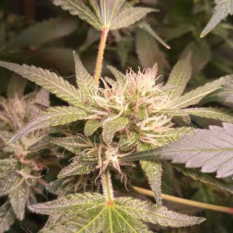 Sweet cheese growlog timeline photo