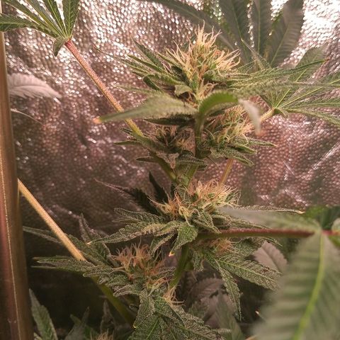 Sweet cheese growlog timeline photo
