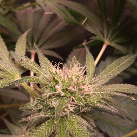 Sweet cheese growlog timeline photo