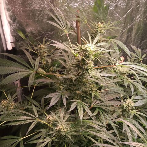 Sweet cheese growlog timeline photo