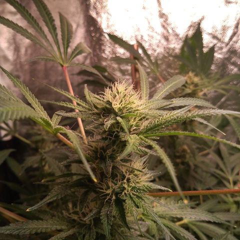 Sweet cheese growlog timeline photo