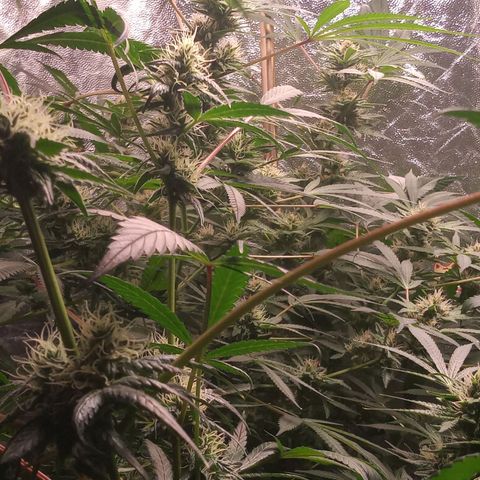 Sweet cheese growlog timeline photo