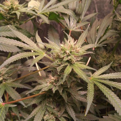 Sweet cheese growlog timeline photo