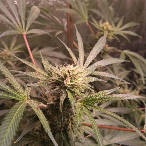 Sweet cheese growlog timeline photo