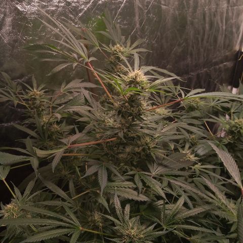 Sweet cheese growlog timeline photo