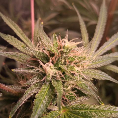 Sweet cheese growlog timeline photo
