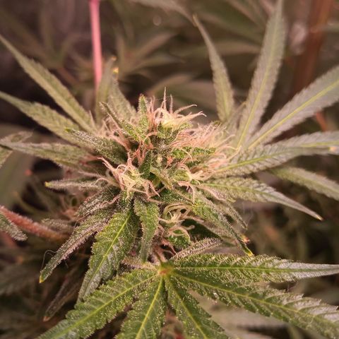 Sweet cheese growlog timeline photo