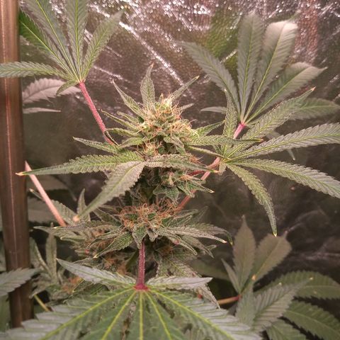 Sweet cheese growlog timeline photo