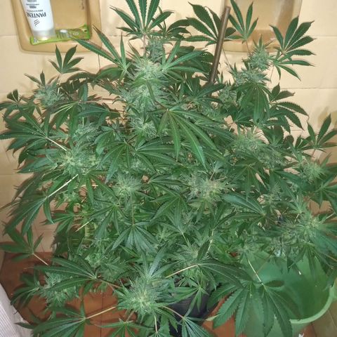 Sweet cheese growlog timeline photo
