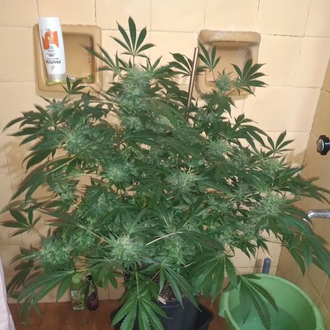 Sweet cheese growlog timeline photo