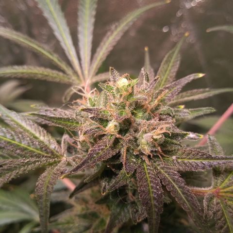 Sweet cheese growlog timeline photo