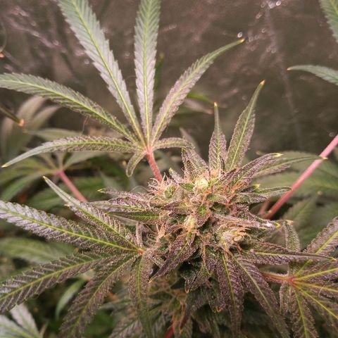 Sweet cheese growlog timeline photo