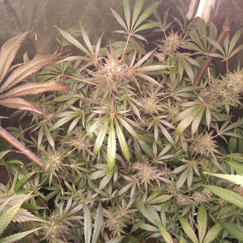Sweet cheese growlog timeline photo
