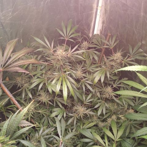 Sweet cheese growlog timeline photo