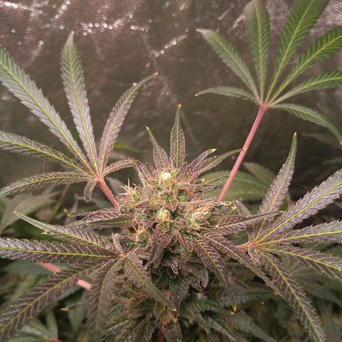 Sweet cheese growlog timeline photo