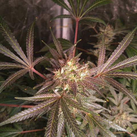 Sweet cheese growlog timeline photo