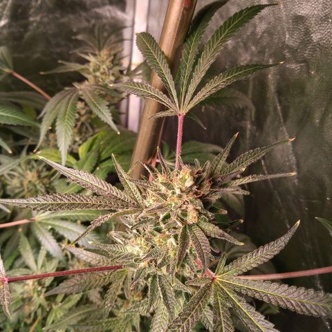 Sweet cheese growlog timeline photo