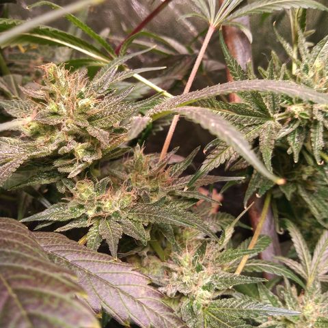Sweet cheese growlog timeline photo