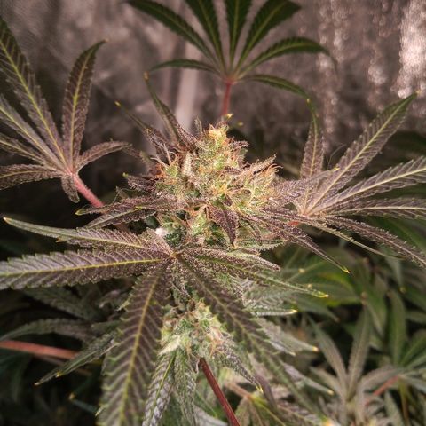 Sweet cheese growlog timeline photo