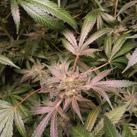 Sweet cheese growlog timeline photo