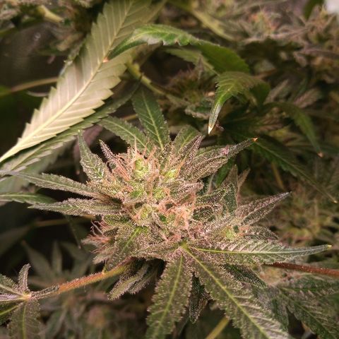 Sweet cheese growlog timeline photo