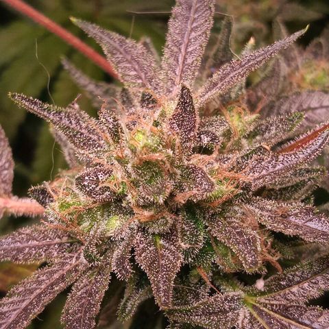 Sweet cheese growlog photo: Heaven
