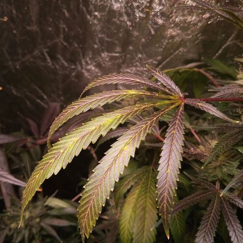 Sweet cheese growlog photo: Heaven