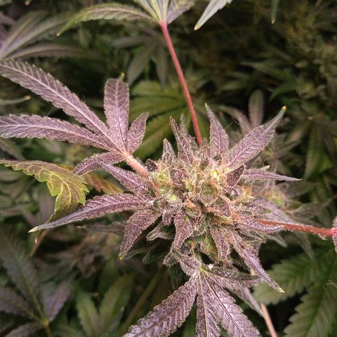 Sweet cheese growlog photo: Heaven