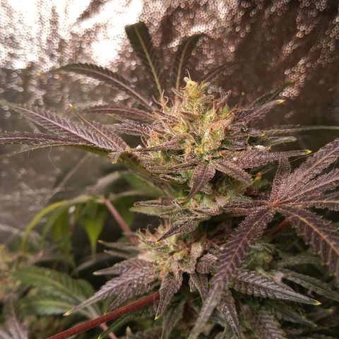 Sweet cheese growlog photo: Heaven