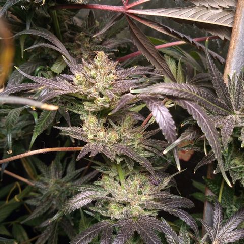 Sweet cheese growlog timeline photo