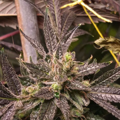 Sweet cheese growlog timeline photo