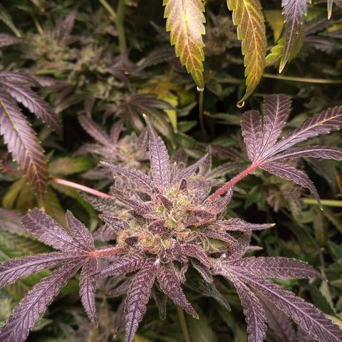 Sweet cheese growlog timeline photo