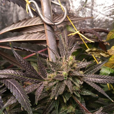 Sweet cheese growlog timeline photo
