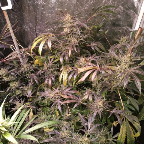 Sweet cheese growlog timeline photo