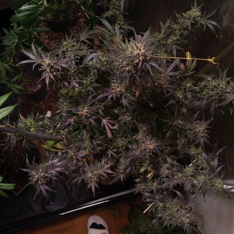 Sweet cheese growlog timeline photo