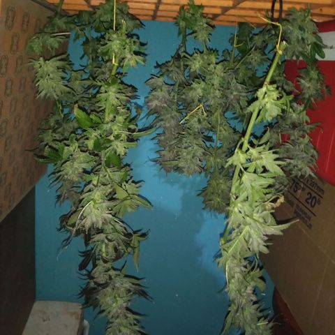 Sweet cheese growlog timeline photo