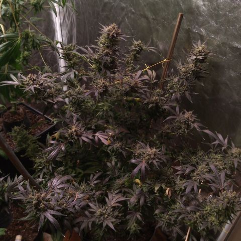 Sweet cheese growlog timeline photo