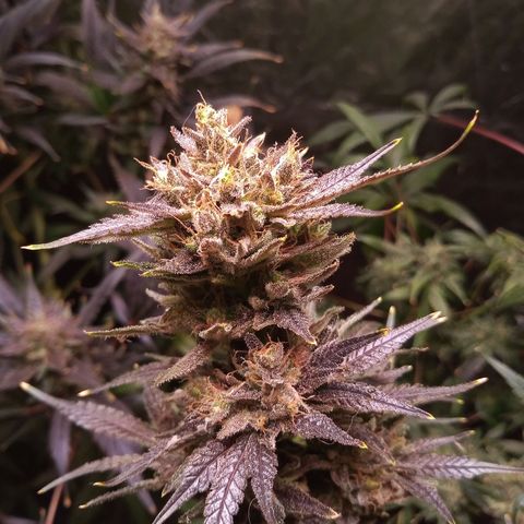 Sweet cheese growlog timeline photo