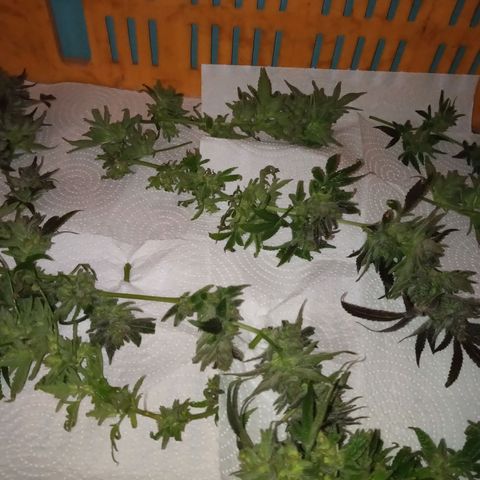 Sweet cheese growlog timeline photo
