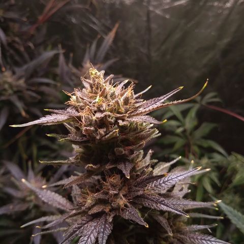 Sweet cheese growlog timeline photo